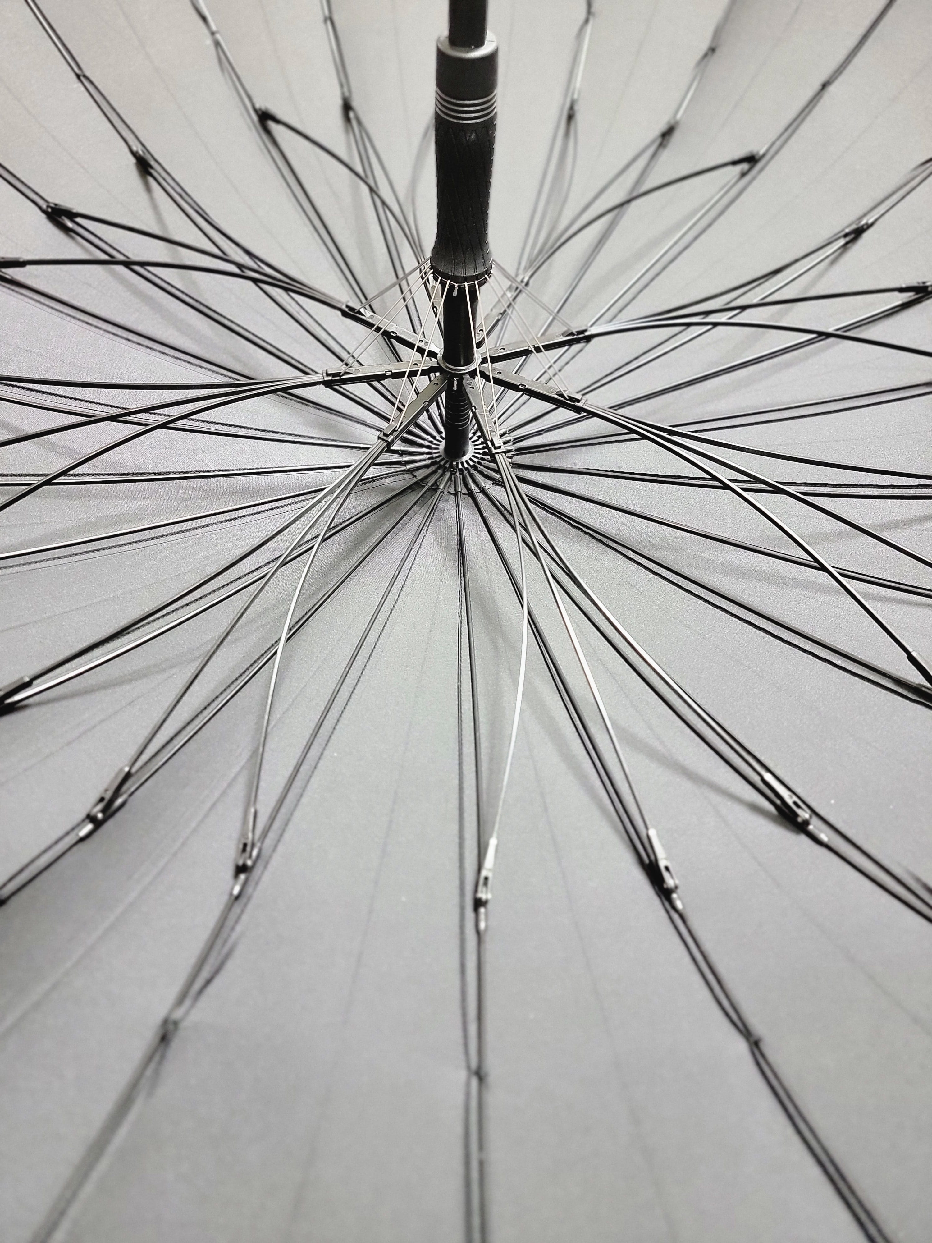 24本骨の骨組み（内側）